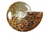 Polished Ammonite (Cleoniceras) Fossil - Madagascar #339237-1